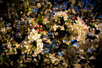 Oakland Cemetary and Car Show 3_15_2012,01-017-Edit